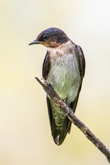 close-up of Pacific swallow bird standing on branch with nature green background