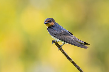 close-up of Pacific swallow bird standing on branch with nature green background
