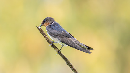 close-up of Pacific swallow bird standing on branch with nature green background