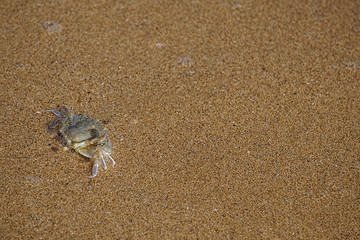 Natural background with a small crab