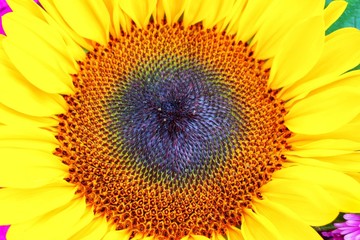 Obraz premium sunflower in the garden