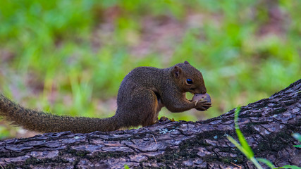 Nature wildlife image of squirrel eating on deep jungle.