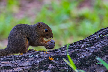 Nature wildlife image of squirrel eating on deep jungle.