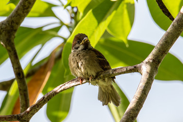 Meadow pipit standing on on a branch