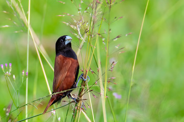 Beautiful small bird Chestnut Munia standing on the grasses with nature background