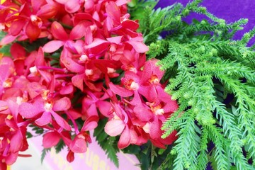 pink flowers in the garden