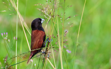 Beautiful small bird Chestnut Munia standing on the grasses with nature background