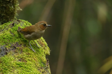 Nature wildlife bird Bornean Shade dweller on deep green jungle in Sabah, Borneo