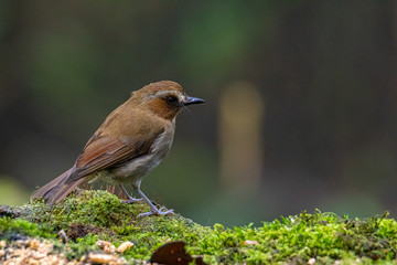 Nature wildlife bird Bornean Shade dweller on deep green jungle in Sabah, Borneo