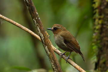 Nature wildlife bird Bornean Shade dweller on deep green jungle in Sabah, Borneo