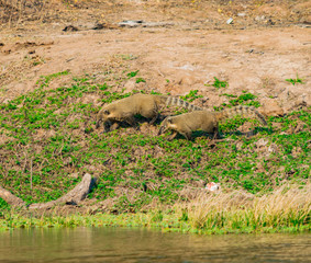 familia de coatís al costado de pequeño lago