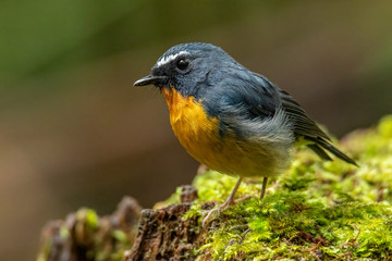 Nature wildlife bird species of Snowy browed flycatcher perch on branch which is found in Borneo, Sabah,Malaysia.