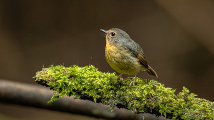 Nature wildlife bird species of Snowy browed flycatcher perch on branch which is found in Borneo,...