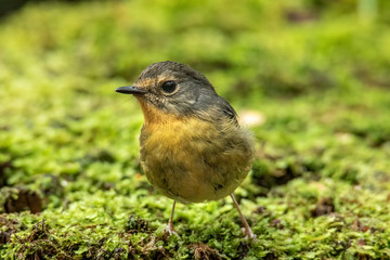 Nature wildlife bird species of Snowy browed flycatcher perch on branch which is found in Borneo, Sabah,Malaysia.