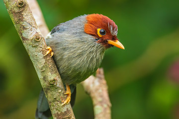 Nature wildlife image bird of a Chestnut-hooded laughingthrush on perch at nature habits in Sabah, Borneo
