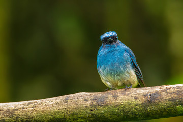 Beautiful blue color bird known as Indigo Flycatcher (Eumyias Indigo) on perch at nature habits in...