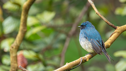 Beautiful blue color bird known as Indigo Flycatcher (Eumyias Indigo) on perch at nature habits in...
