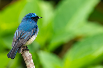 Beautiful blue color bird known as Indigo Flycatcher (Eumyias Indigo) on perch at nature habits in Sabah, Borneo