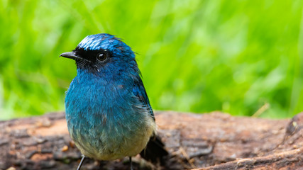 Beautiful blue color bird known as Indigo Flycatcher (Eumyias Indigo) on perch at nature habits in...