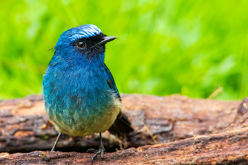 Beautiful blue color bird known as Indigo Flycatcher (Eumyias Indigo) on perch at nature habits in...