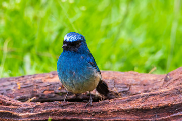 Beautiful blue color bird known as Indigo Flycatcher (Eumyias Indigo) on perch at nature habits in...