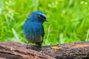 Beautiful blue color bird known as Indigo Flycatcher (Eumyias Indigo) on perch at nature habits in...