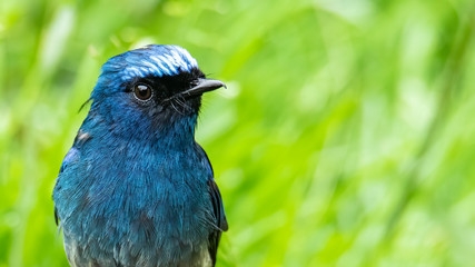 Beautiful blue color bird known as Indigo Flycatcher (Eumyias Indigo) on perch at nature habits in...