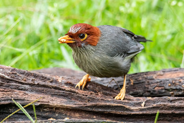 Nature wildlife image bird of a Chestnut-hooded laughingthrush on perch at nature habits in Sabah,...
