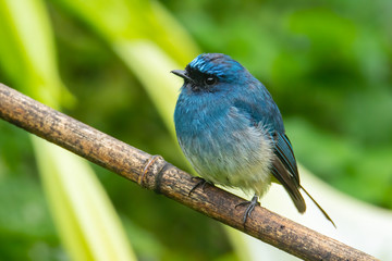Beautiful blue color bird known as Indigo Flycatcher (Eumyias Indigo) on perch at nature habits in...