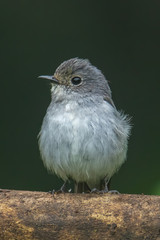 Nature wildlife bird species of Little Pied Flycatcher on perch found in Borneo, Sabah,Malaysia.