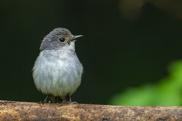 Nature wildlife bird species of Little Pied Flycatcher on perch found in Borneo, Sabah,Malaysia.