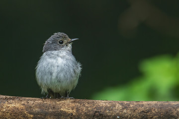 Nature wildlife bird species of Little Pied Flycatcher on perch found in Borneo, Sabah,Malaysia.