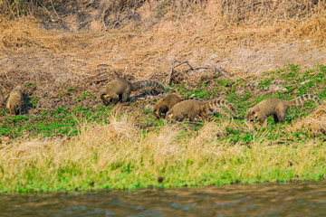familia de coatís al costado de pequeño lago