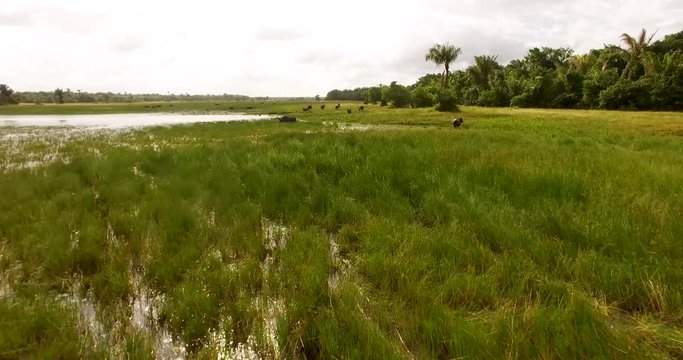 Buffaloes swimming in a pond under the scorching Amazonian sun on Maraj&oacute; Island, Brazil