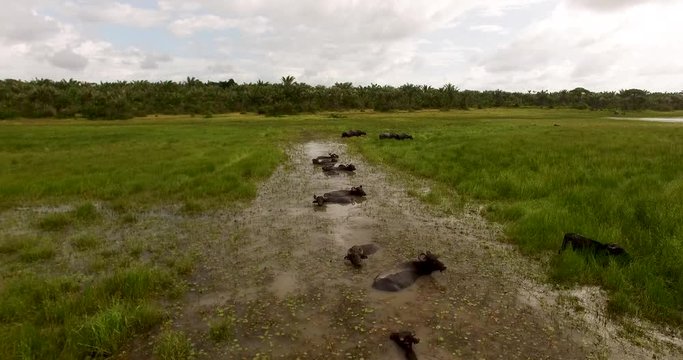 Aerial view of buffaloes swimming in a pond under the scorching Amazonian sun on Maraj&oacute; Island, Brazil