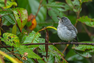 Nature wildlife bird species of Little Pied Flycatcher on perch found in Borneo, Sabah,Malaysia.