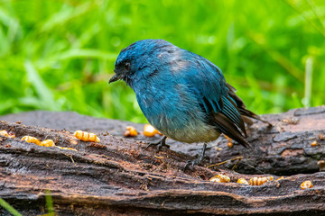Beautiful blue color bird known as Indigo Flycatcher (Eumyias Indigo) on perch at nature habits in Sabah, Borneo