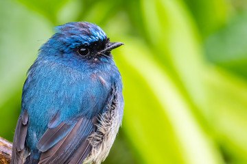 Beautiful blue color bird known as Indigo Flycatcher (Eumyias Indigo) on perch at nature habits in Sabah, Borneo