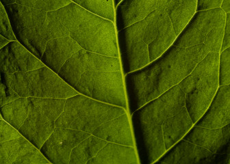 Plakat green leaf texture macro