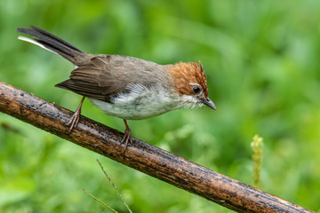 Nature wildlife endemic bird of borneo Chestnut Crested Yuhina on perch at Sabah, Borneo