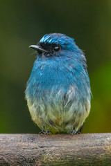 Beautiful blue color bird known as Indigo Flycatcher (Eumyias Indigo) on perch at nature habits in Sabah, Borneo