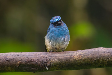 Beautiful blue color bird known as Indigo Flycatcher (Eumyias Indigo) on perch at nature habits in...