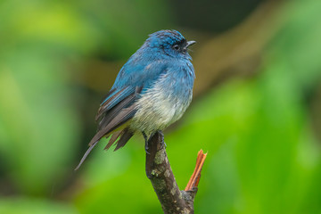Beautiful blue color bird known as Indigo Flycatcher (Eumyias Indigo) on perch at nature habits in Sabah, Borneo