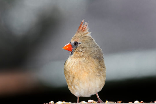 female cardinal 