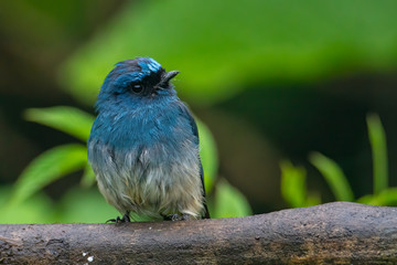 Beautiful blue color bird known as Indigo Flycatcher (Eumyias Indigo) on perch at nature habits in...