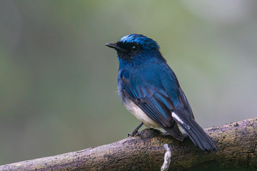 Beautiful blue color bird known as Indigo Flycatcher (Eumyias Indigo) on perch at nature habits in Sabah, Borneo