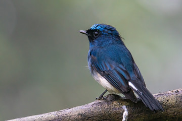 Beautiful blue color bird known as Indigo Flycatcher (Eumyias Indigo) on perch at nature habits in Sabah, Borneo