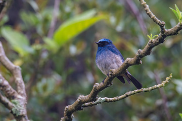 Beautiful blue color bird known as Indigo Flycatcher (Eumyias Indigo) on perch at nature habits in Sabah, Borneo