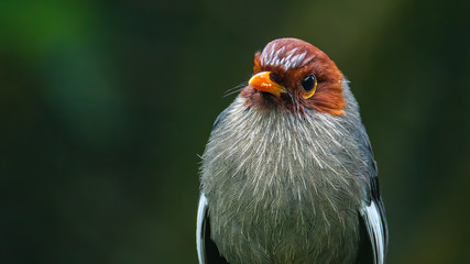 Nature wildlife image bird of a Chestnut-hooded laughingthrush on perch at nature habits in Sabah, Borneo