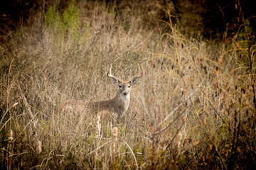 deer in the woods